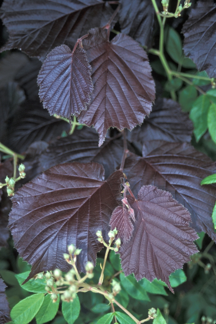 Purpurea Purple-leaf Hazel - Corylus maxima 'Purpurea' (Purple-leaf Hazel) from EC Browns Nursery
