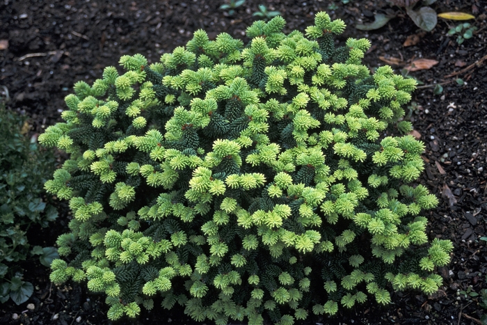 Balsam Fir - Abies balsamea 'Piccolo' from EC Browns Nursery