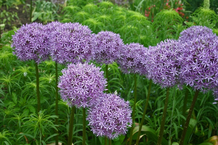 'Globemaster' Ornamental Onion - Allium from EC Browns Nursery
