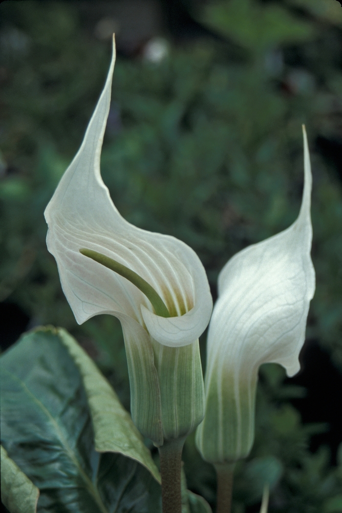  Jack In The Pulpit - Arisaema candidissimum from EC Browns Nursery