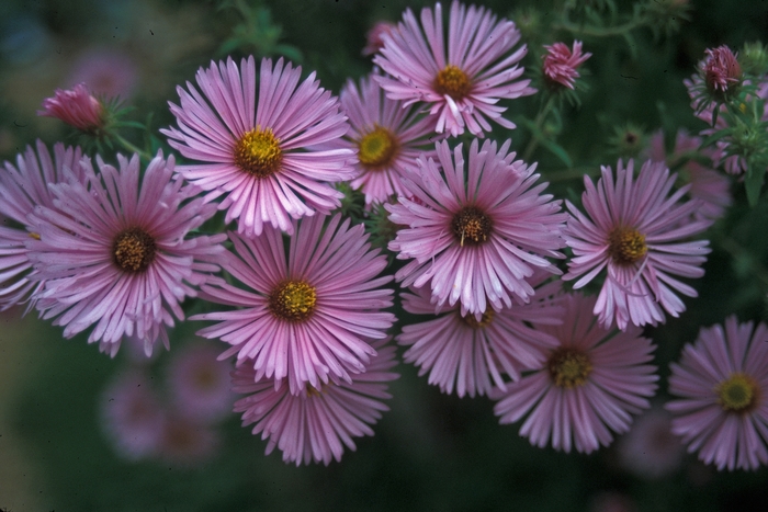 Aster - Aster novae-angliae 'Harrington's Pink' from EC Browns Nursery