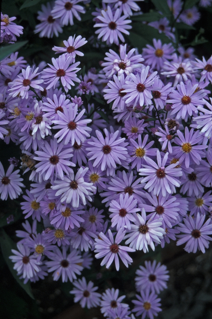 'Little Carlow' - Aster novae-angliae from EC Browns Nursery
