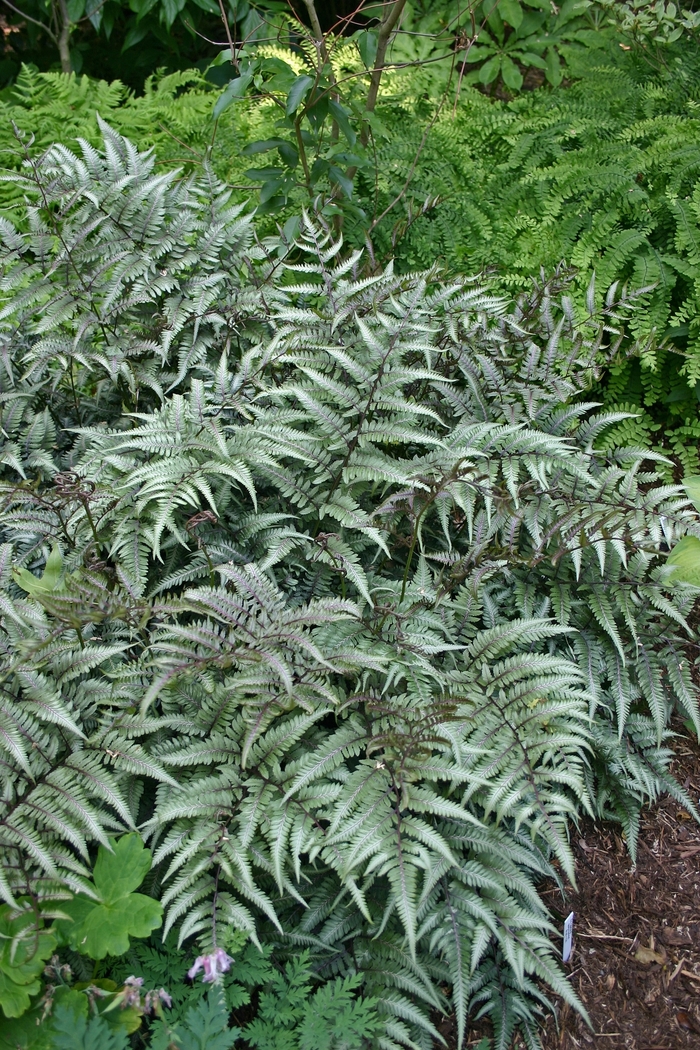 'Godzilla' Painted Fern - Athyrium nipponicum from EC Browns Nursery