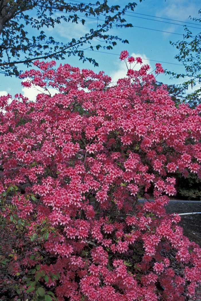 'Rosy Lights' - Rhododendron hybrid from EC Browns Nursery