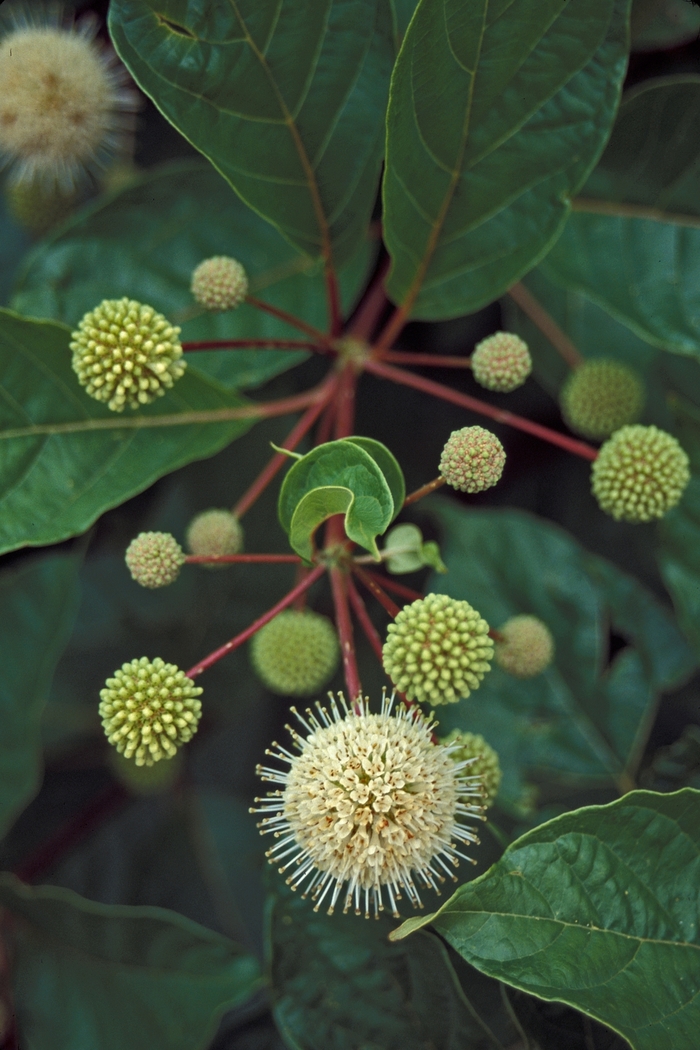 Common Buttonbush - Cephalanthus occidentalis from EC Browns Nursery