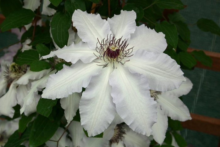 Claire de Lune Clematis - Clematis 'Claire de Lune' from EC Browns Nursery