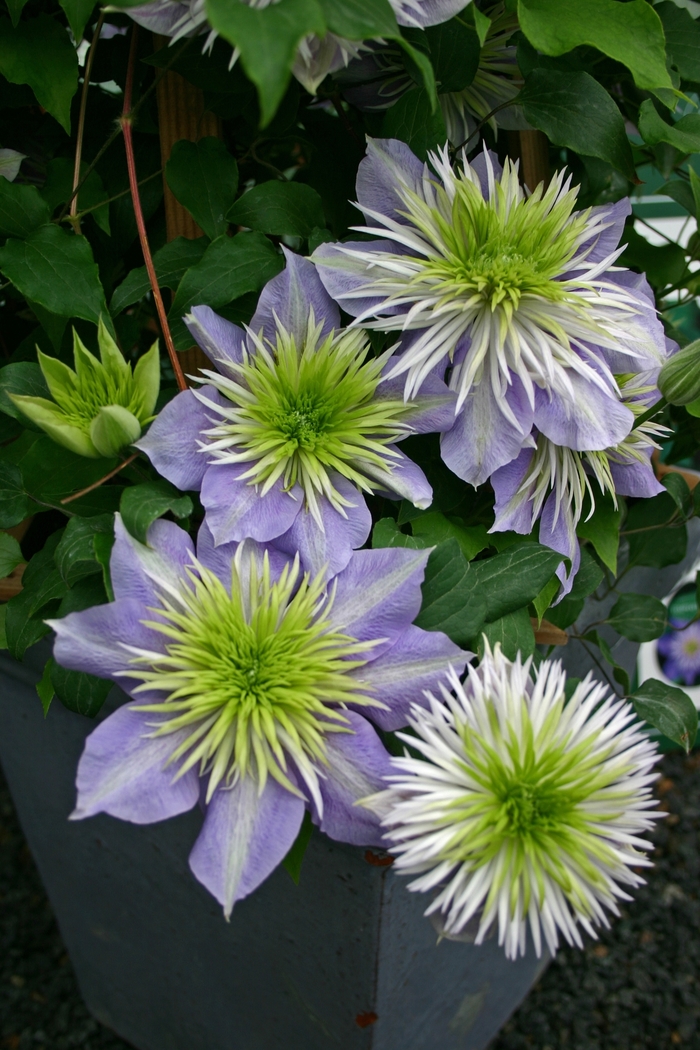 Hybrid Clematis - Clematis hybrid 'Crystal Fountain' from EC Browns Nursery