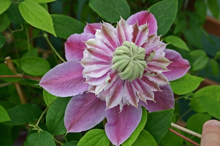 Clematis - Clematis 'Josephine' from EC Browns Nursery