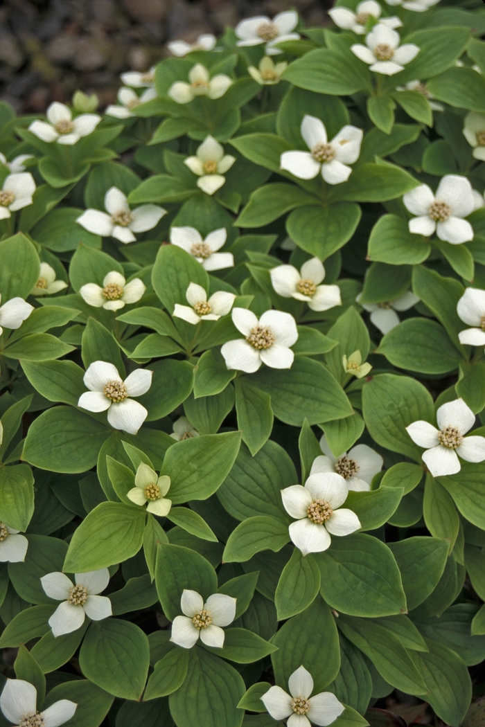 Bunchberry Dogwood - Cornus canadensis from EC Browns Nursery