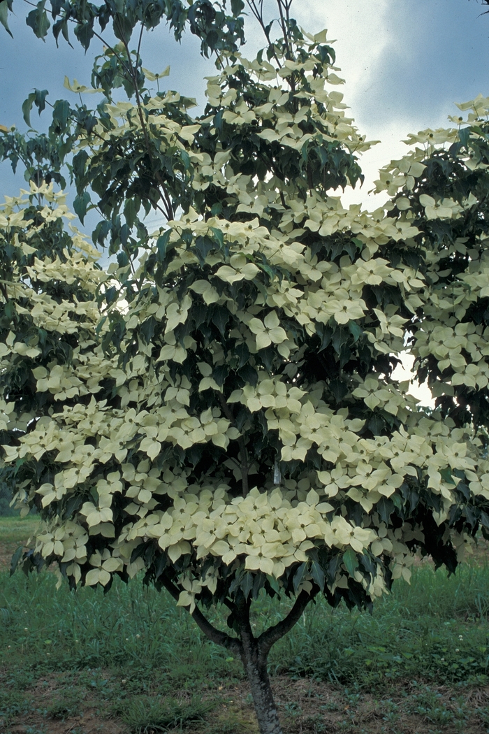 Dogwood - Cornus kousa 'Greensleeves' from EC Browns Nursery