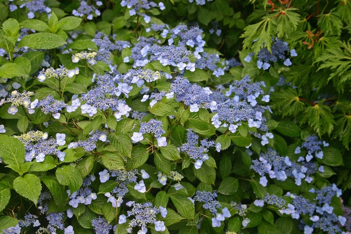 Hydrangea - Hydrangea serrata 'Blue Billow' from EC Browns Nursery