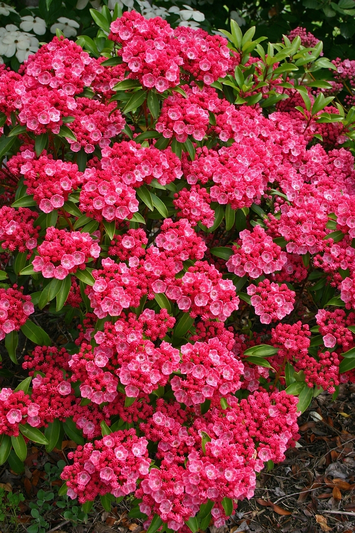 Mountain Laurel - Kalmia 'Sarah' from EC Browns Nursery