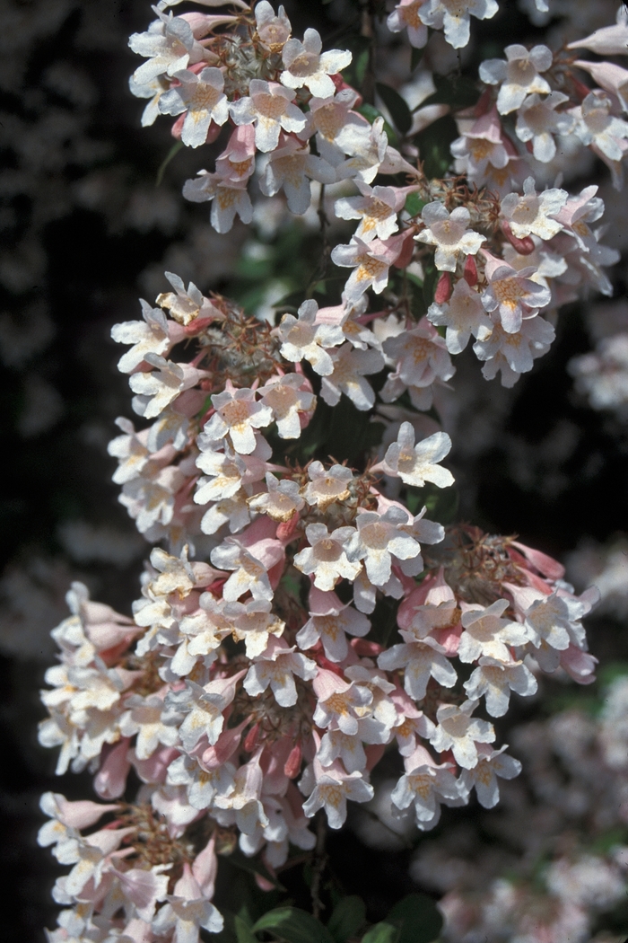 Beauty Bush - Kolkwitzia amabilis 'Pink Cloud' from EC Browns Nursery
