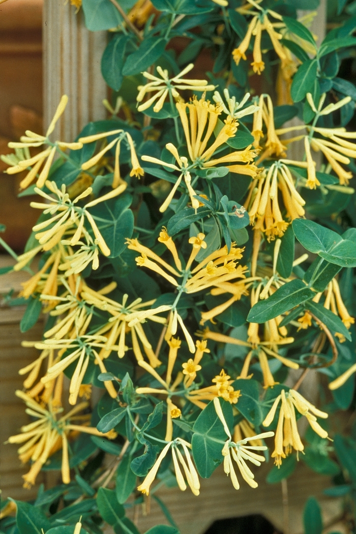 Honeysuckle - Lonicera sempervirens 'John Clayton' from EC Browns Nursery