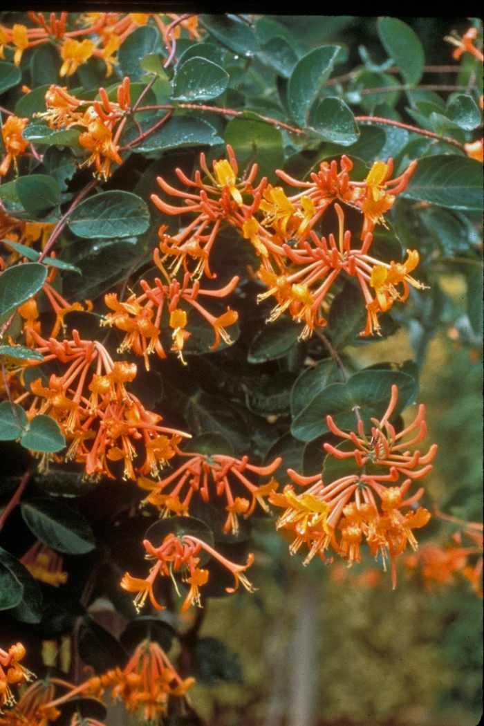 Manderin Honeysuckle Vine - Lonicera semp. 'Mandarin' from EC Browns Nursery
