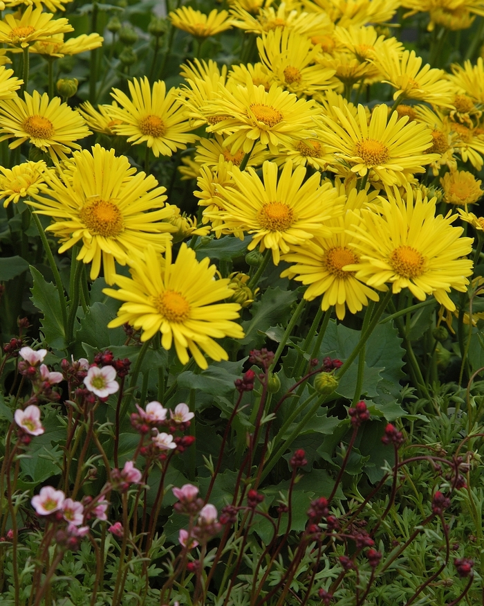 'Little Leo' Leopard's Bane - Doronicum from EC Browns Nursery