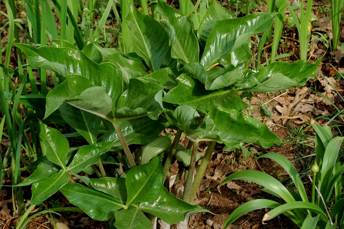 Japanese Cobra Jack - Arisaema ringens from EC Browns Nursery