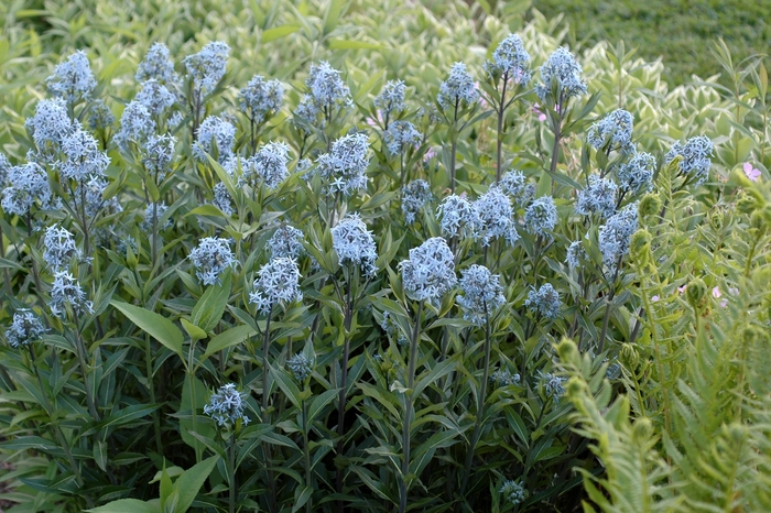 Blue Star Flower - Amsonia tabernaemontana from EC Browns Nursery