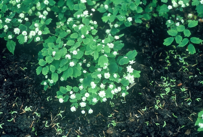 'Snowflake' Rue-anemone - Anemonella thalictroides 'Snowflake' from EC Browns Nursery