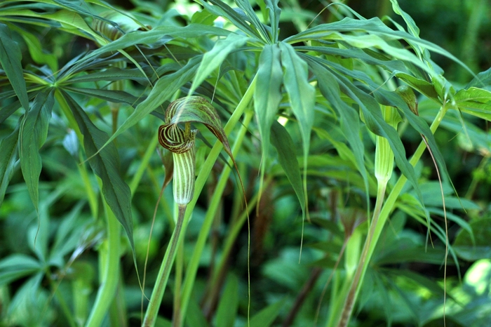 Purple Jack - Arisaema consanguineum from EC Browns Nursery