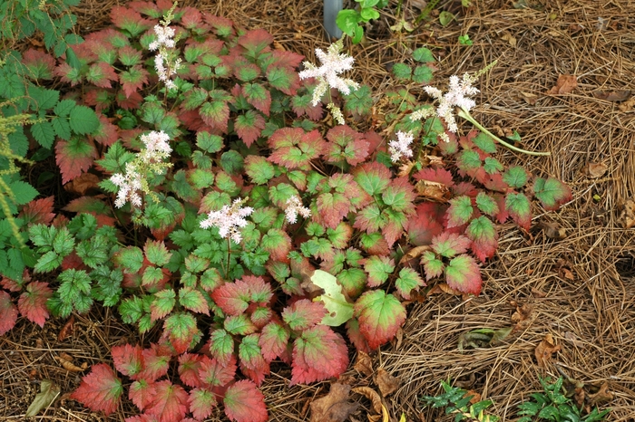 Color Flash&reg; Astilble - Astilbe arendsii 'Color Flash&reg;' from EC Browns Nursery