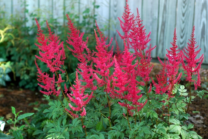 Astilbe - Astilbe x arendsii 'Radius' from EC Browns Nursery