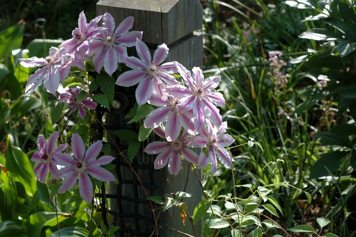 Hybrid Clematis - Clematis hybrid 'Nellie Moser' from EC Browns Nursery