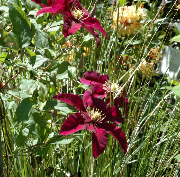 Hybrid Clematis - Clematis hybrid 'Niobe' from EC Browns Nursery