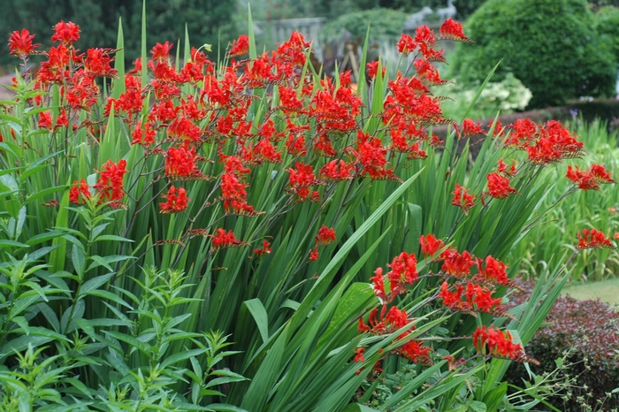 'Lucifer' Monbretia - Crocosmia aurea from EC Browns Nursery