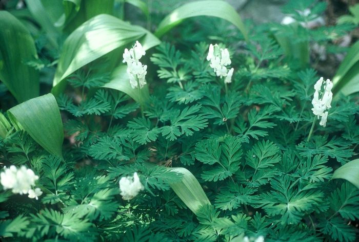 Squirrel corn - Dicentra canadensis from EC Browns Nursery