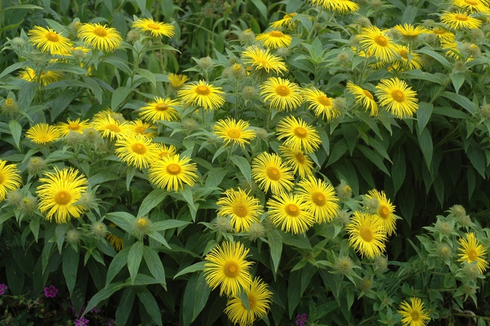 Leopard's bane - Doronicum carpetanum from EC Browns Nursery