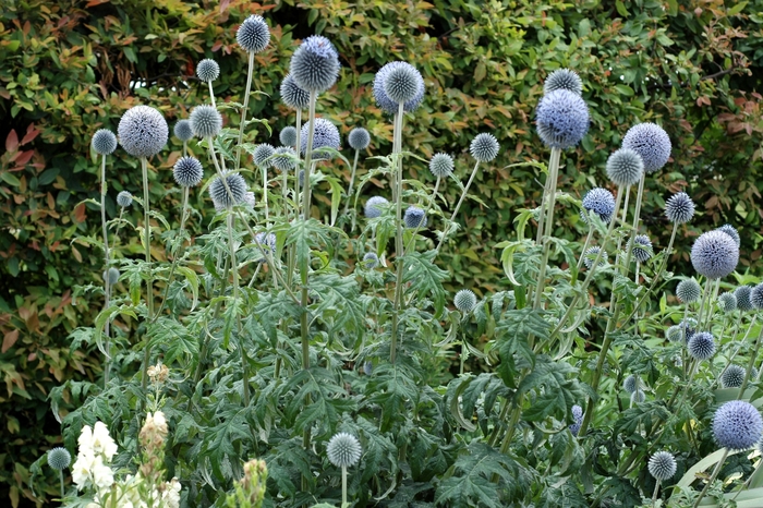 Globe Thistle - Echinops ritro 'Blue Glow' from EC Browns Nursery