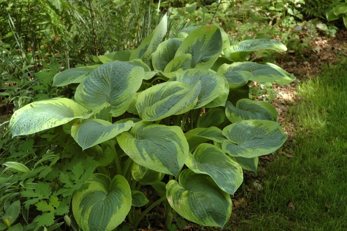 'Frances Williams' Plantain-Lily - Hosta from EC Browns Nursery