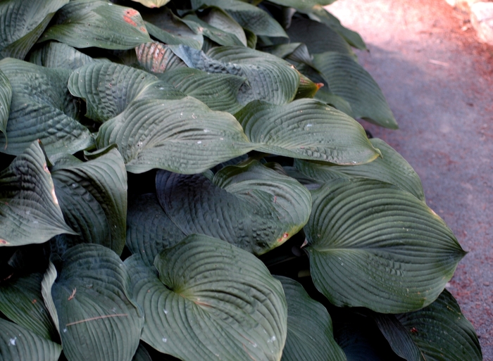 Blue Angel Hosta, Plantain Lily - Hosta 'Blue Angel' (Hosta, Plantain Lily) from EC Browns Nursery