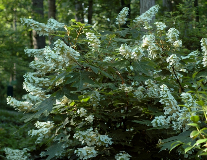 'Alice' Oakleaf Hydrangea - Hydrangea quercifolia from EC Browns Nursery