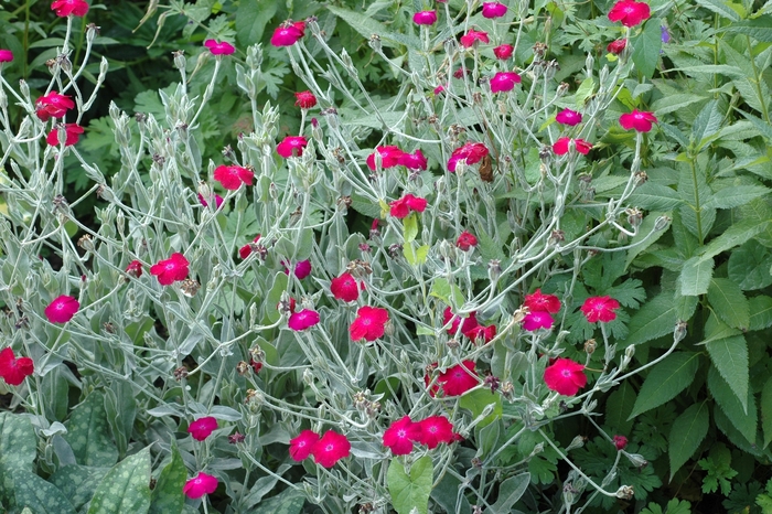 Mullein Pink, Campion flower - Lychnis coronaria from EC Browns Nursery