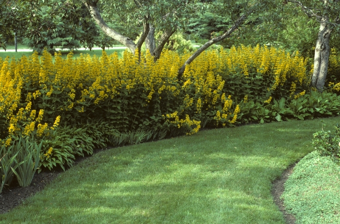 Yellow Loosestrife, Garden Loosestrife - Lysimachia punctata (Yellow Loosestrife, Garden Loosestrife) from EC Browns Nursery
