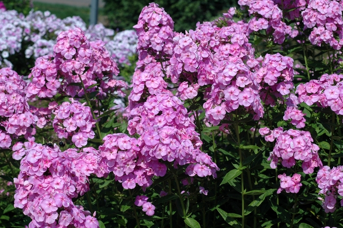 Garden phlox - Phlox paniculata 'Rosa Goliath' from EC Browns Nursery