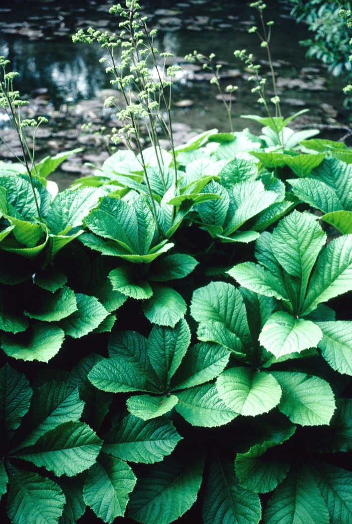 Rodger's Flower - Rodgersia aesculifolia from EC Browns Nursery