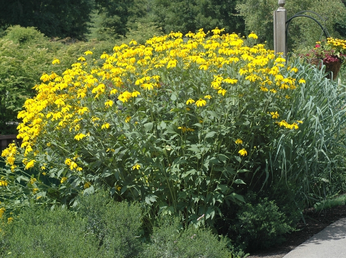 Rudbeckia - Rudbeckia lacinata 'Herbtsonne' from EC Browns Nursery