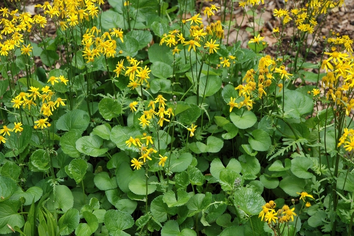 Golden Groundsel - Senecio aureus from EC Browns Nursery