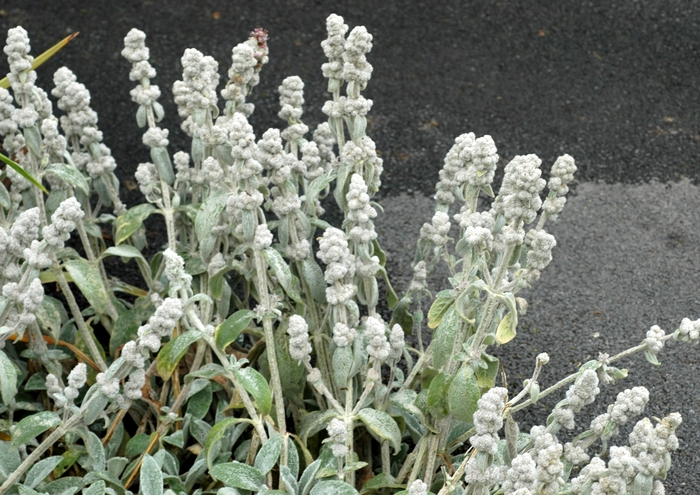 Lambs Ear - Stachys byzantina 'Cotton Ball' from EC Browns Nursery