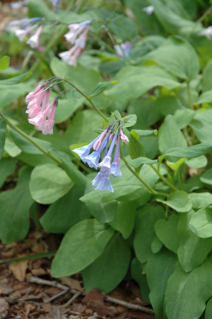 Virginia bluebell - Mertensia virginica from EC Browns Nursery