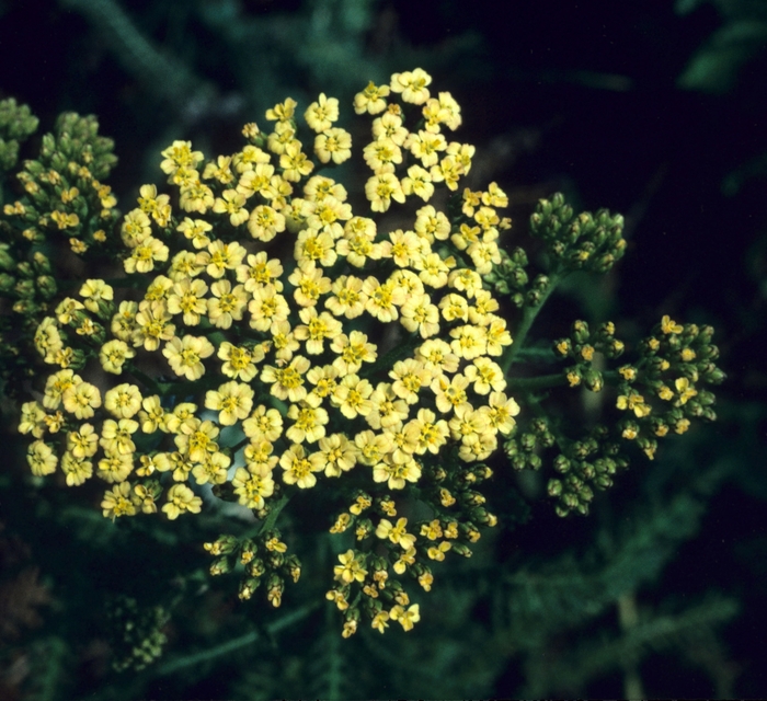 Yarrow - Achillea hybrid 'Hoffnung' from EC Browns Nursery