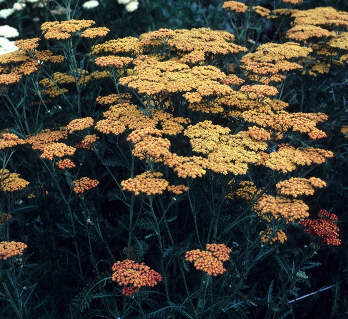 Yarrow - Achillea millefolium 'Fireland' from EC Browns Nursery