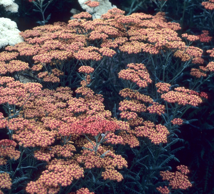 Yarrow - Achillea hybrid 'Walter Funcke' from EC Browns Nursery