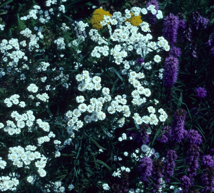 Sneezewort - Achillea ptarmica 'Ballerina' from EC Browns Nursery