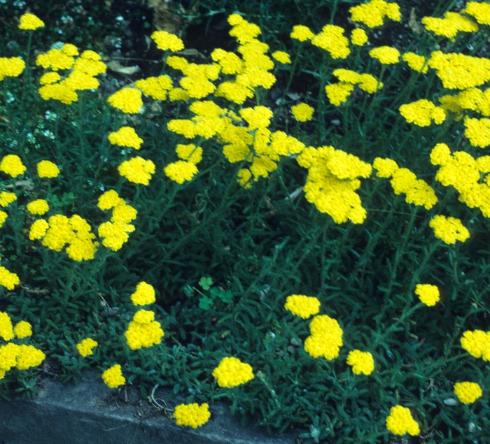 Wooly Yarrow - Achillea tomentosa from EC Browns Nursery