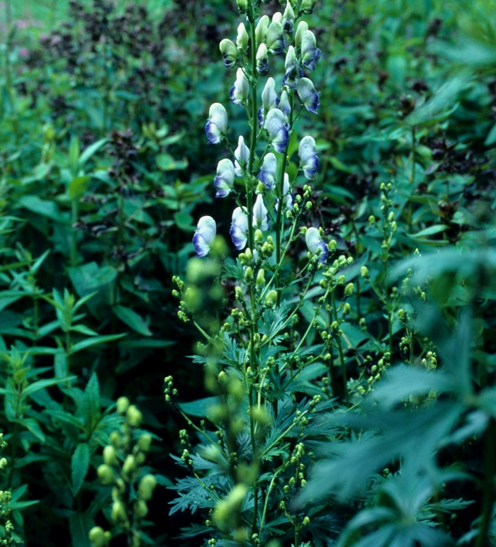 Monkshood - Aconitum x cammarum 'Bicolor' from EC Browns Nursery