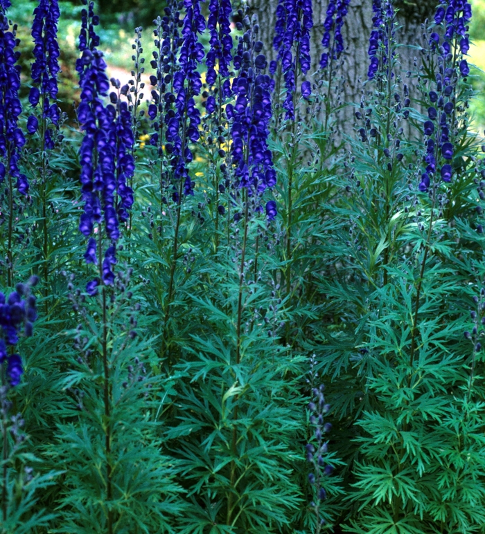 Common Monk's Hood - Aconitum napellus 'Sparks' from EC Browns Nursery